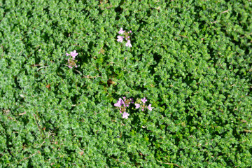 Wild thyme