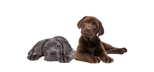 chocolate labrador and cane corso puppy