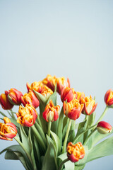Card with spring flowers. Bouquet of beautiful red tulips.