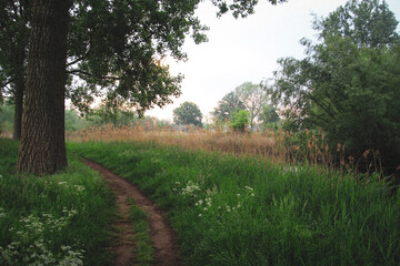 path in the forest