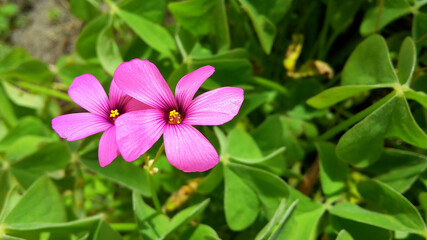 Blüte von Klee mit Textfreiraum. Frühlingssymbolbild.