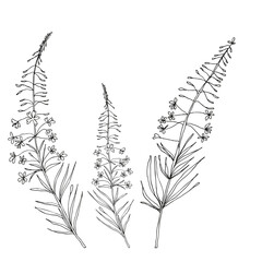 Vector flowers isolated black. Realistic hand drawn flower illustration set on white background.