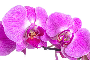 Fototapeta na wymiar Beautiful phalaenopsis orchid flowers on a white background
