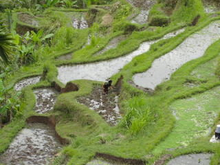 Woman working in rice fields