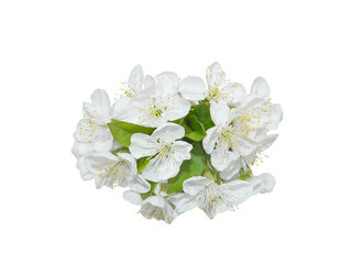 Delicate spring white cherry tree blossoms isolated on white background for postcard design