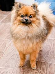 Fototapeta na wymiar Portrait of cute pomeranian dog standing on floor