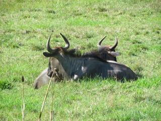 animal