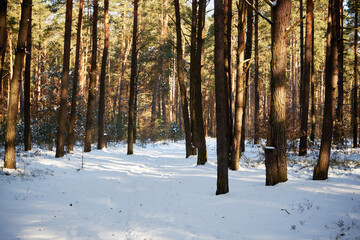leśna zimowa ścieżka