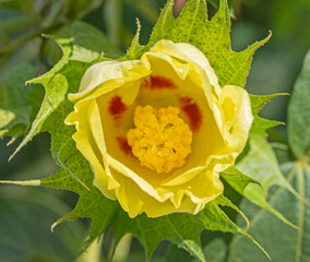 Closeup detail of yellow flowering rose plant with spiky leaves