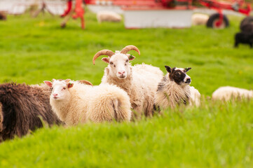Moutons Islandais à la ferme de Keldur en Islande.