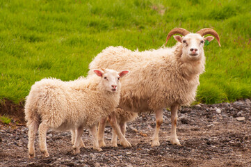 Naklejka na ściany i meble Moutons Islandais à la ferme de Keldur en Islande.