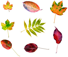set of autumn leaves, collection of bright fall leaves