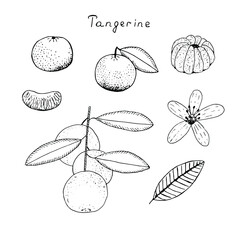 Set of tangerine, fruit with leaves, peeled, slice, twig and flower, vector illustration, hand drawing sketch