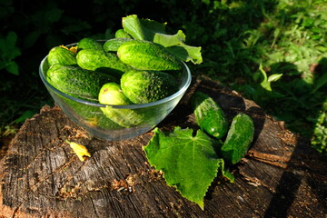 A group of fresh green cucumbers lies in a glass bowl on a stump on a Sunny summer day. Horizontal frame. Cucumbers are an element of vegan who, paleo diet. Detox, cleanse.  horizontally.