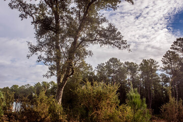 Landes forest in the early morning