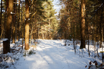 leśna zimowa ścieżka © Marcin Łazarczyk