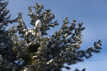 Lush spruce tree under snow flakes in a snowy glade. Nature on a winter day. Sunny cloudless winter day.