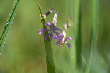 Macro photo of Silene colorata, small flower in the family Caryophyllaceae