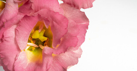 Close-up of dark pink eustoma isolated on white background. Floral background and copy space. Macro