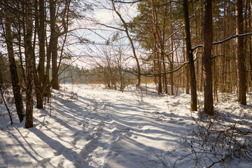 leśna zimowa ścieżka