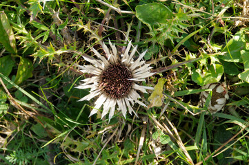 Silberdistel