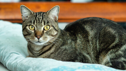 Staring cat sits on a soft quilt.
