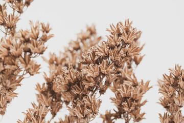 Naklejka na ściany i meble Bell shape brown dry romantic tiny flowers branches macro