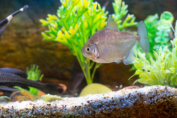 Flat silver fish in a lighted aquarium.