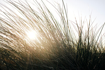 Marram grass in the dunes 