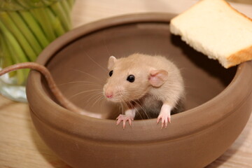 Funny brown rat are sitting in large clay pot and eat bread. The fancy rat is the domesticated form of Rattus norvegicus. Decorative house rat 