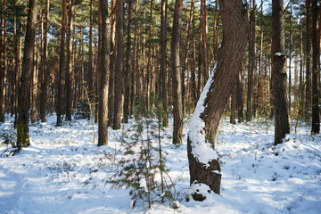 zimowe drzewa © Marcin Łazarczyk