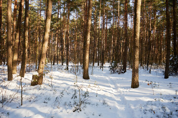 leśna zimowa ścieżka © Marcin Łazarczyk