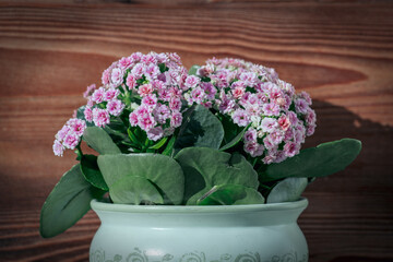 flower pot with a plant with pink blossoms and a rustic wood wall in the background