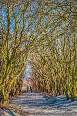 On Klagshamnsstranden leafless tree branches create a natural tunnel in the woods. An old couple fades away in the bare trees underpass or gallery as they enjoy their long life journey together