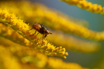 Igelfliege auf Kanadischer Goldrute