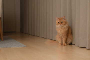 見つめる猫（マンチカン）