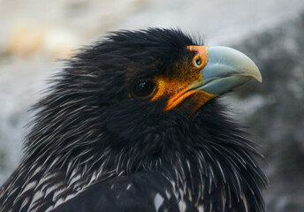 Portrait of a Steller's sea eagle