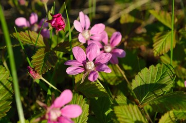 pink wildflowers in spring forest