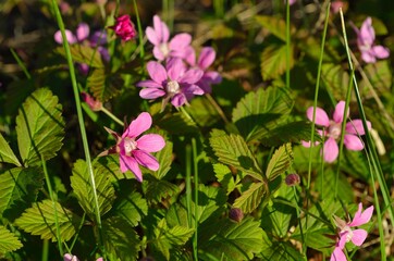 pink wildflowers in spring forest