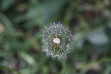 a blower with partially deflated seeds on the stem