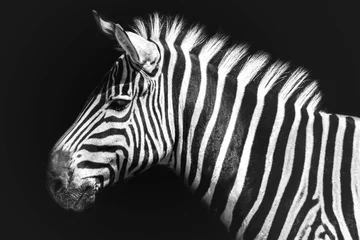 Fotobehang Zwart wit Zebra