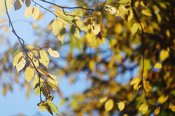 Autumn forest in Baden-Wurttemberg, Germany