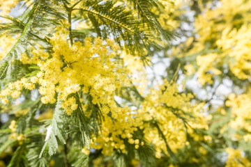 beautiful mimosa in bloom close-up