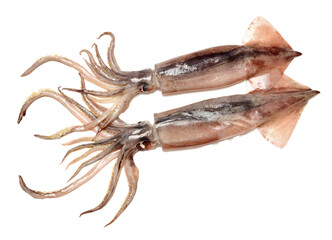 Fresh squid isolated on white background 