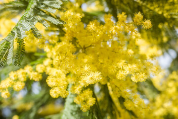 beautiful mimosa in bloom close-up