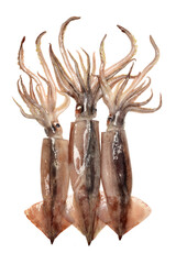 Fresh squid isolated on white background 