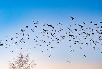 birds in the sky flying