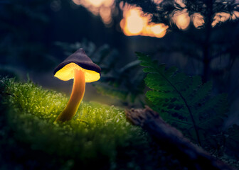 Pilz