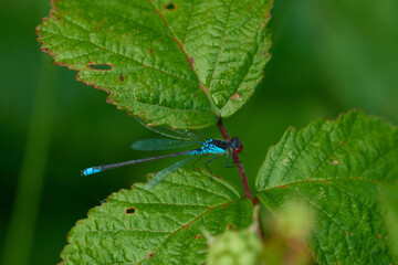 Kleines Granatauge (Erythromma viridulum)