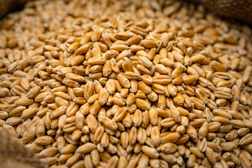 Wheat grains in sack. Close-up of cereal seeds.